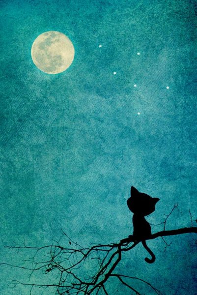 Ночь Луна кот