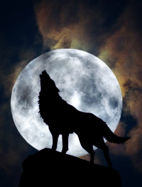 Аватарки Волка, фото на аву Волк