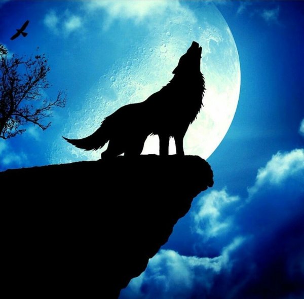 Волк на скале