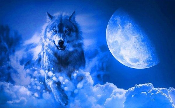 Белый волк и Луна