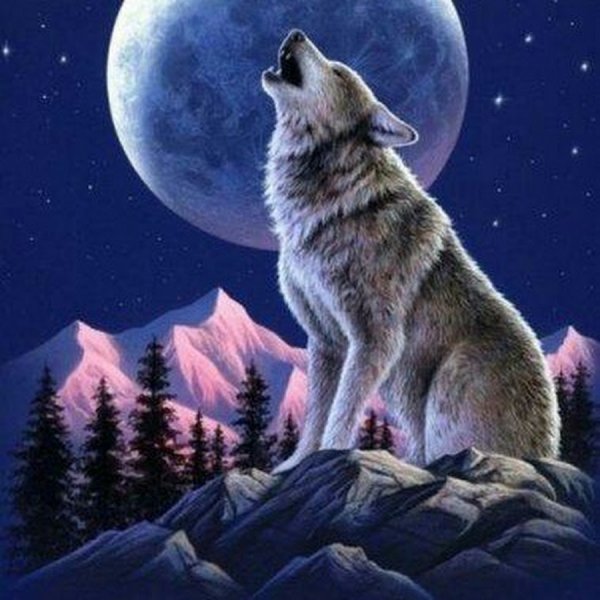 Красивые волки на аватарку и крутые