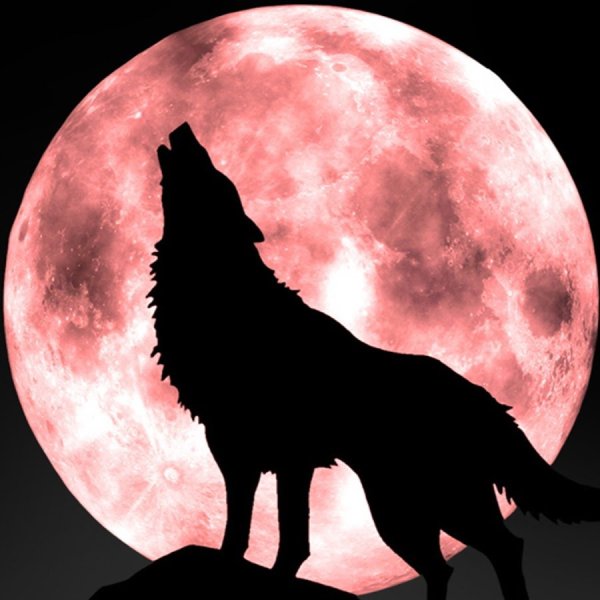 Волк и Луна