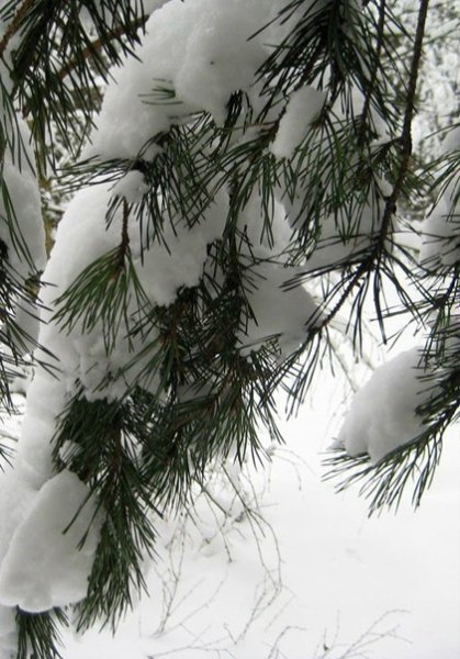 Снег падает с ели