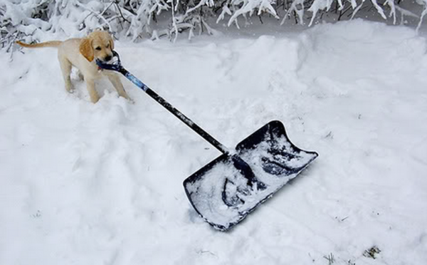 Собака с лопатой