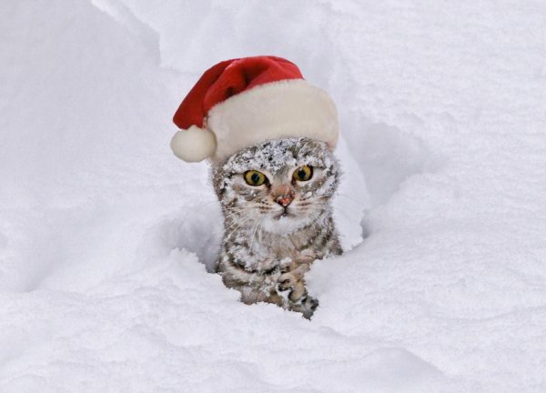 Новогодний котик в снегу