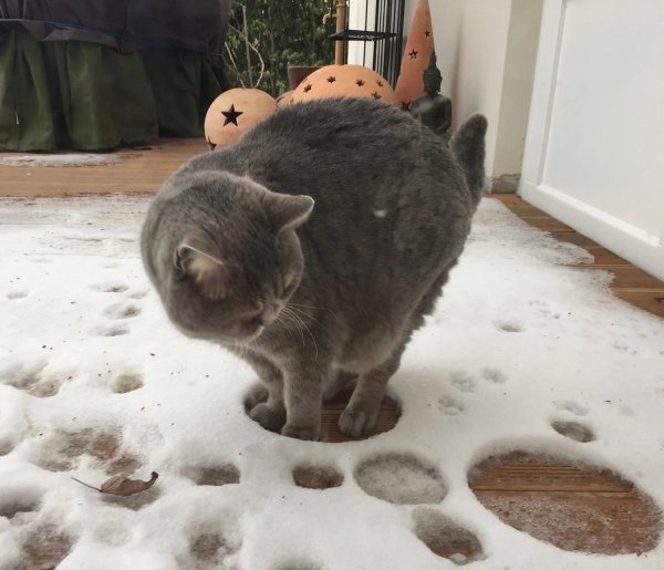 Кот снег передумал