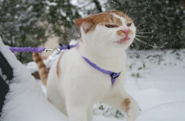 Недовольный кот в снегу