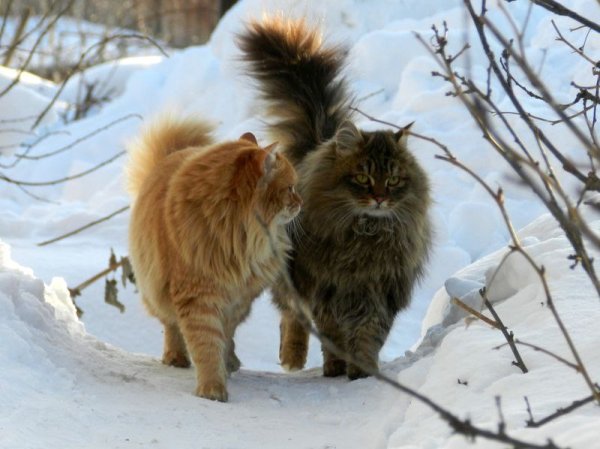 Сибирские кошки Весна