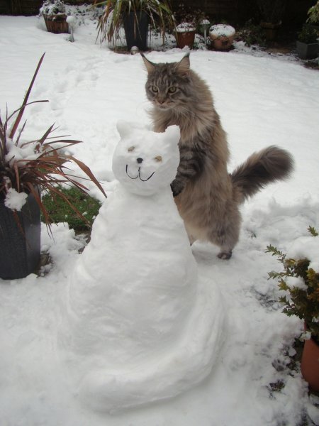 Кошки зимой забавные