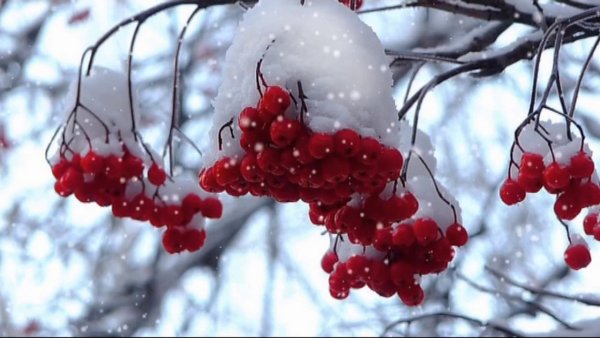 Рябина в снегу