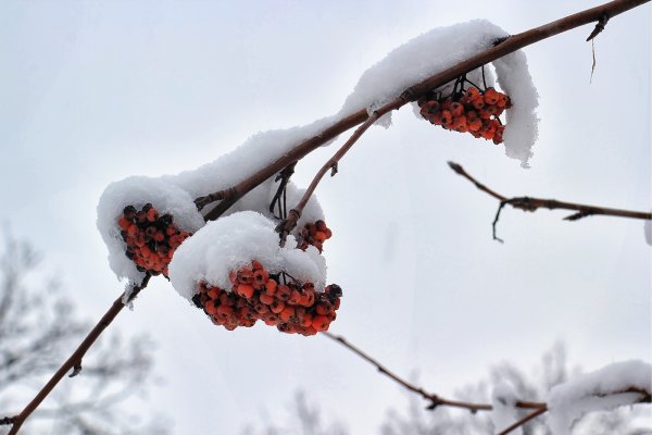 Зимняя рябина