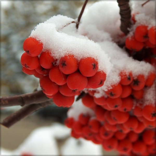Красные гроздья в снегу