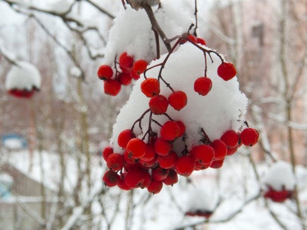 Ветка рябины зимой