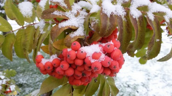 Гроздь рябины в снегу