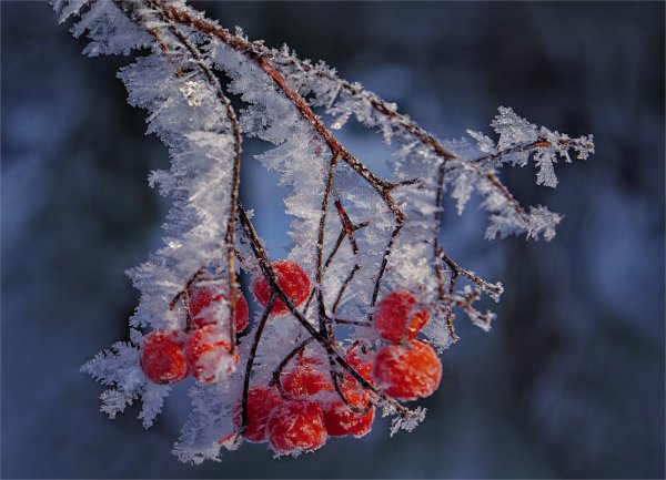 Рябина в инее