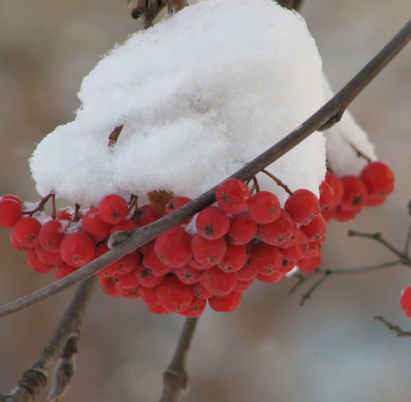 Рябина зимой