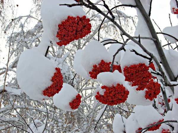Рябиновый куст в снегу