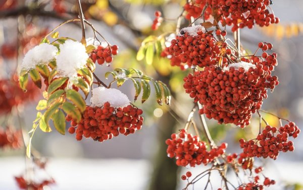 Предзимье рябина