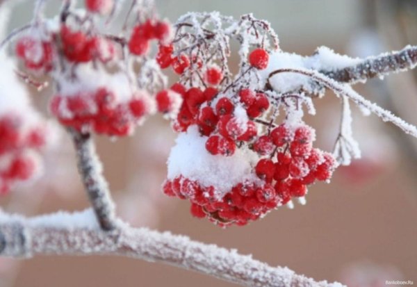 Рябина в снегу