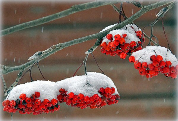 Рябина в снегу