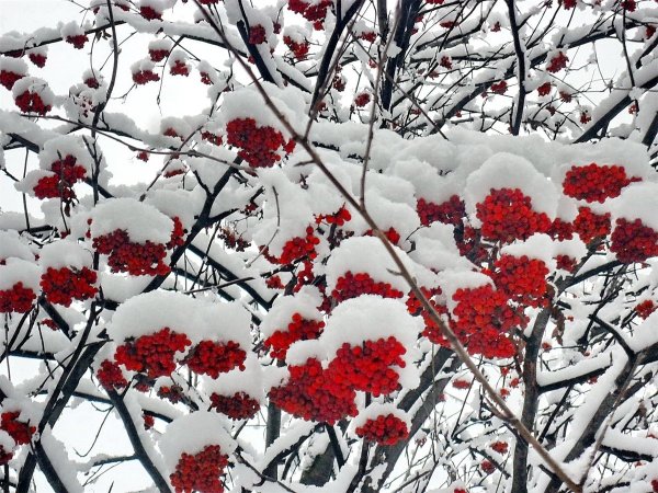 Снежная рябина