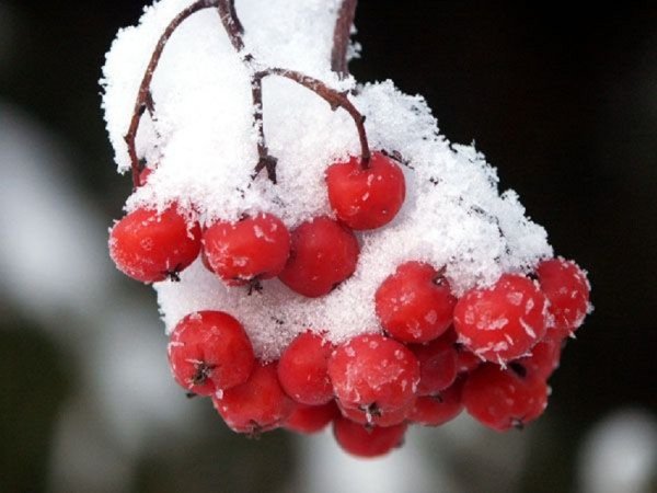Гроздь рябины в снегу
