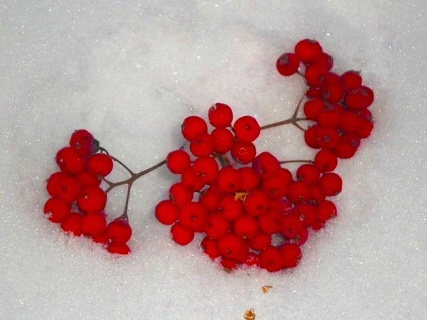 Сердечко из рябины на снегу