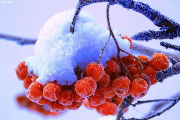 Зимние ягоды