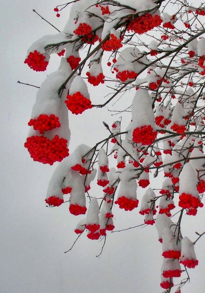 Зима рябина