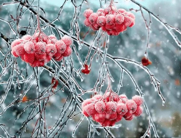 Гроздья калины в снегу