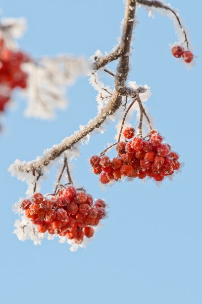 Рябина зимой