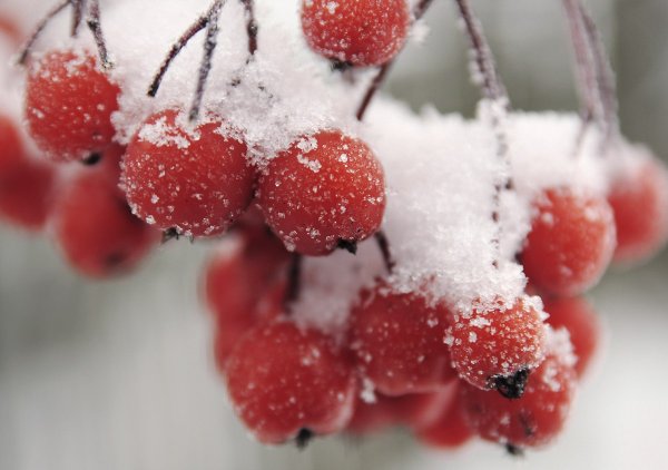 Рябиновая гроздь в снегу