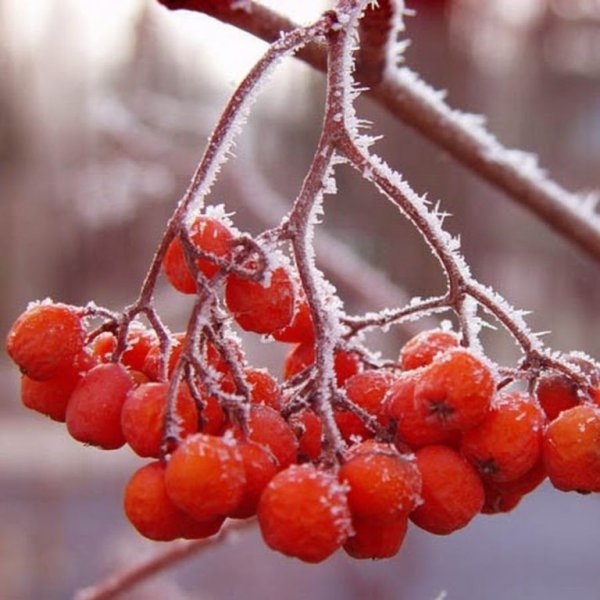 Гроздь рябины