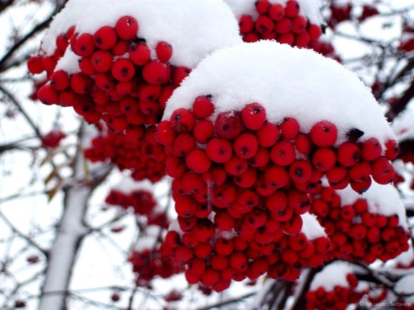 Снежная рябина