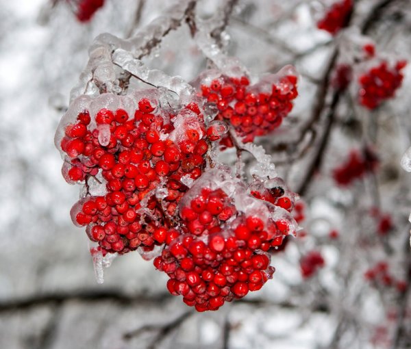 Рябина обыкновенная зима