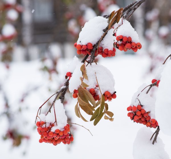 Ветка рябины зимой
