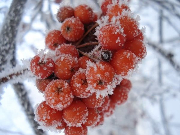 Кисти рябины в снегу
