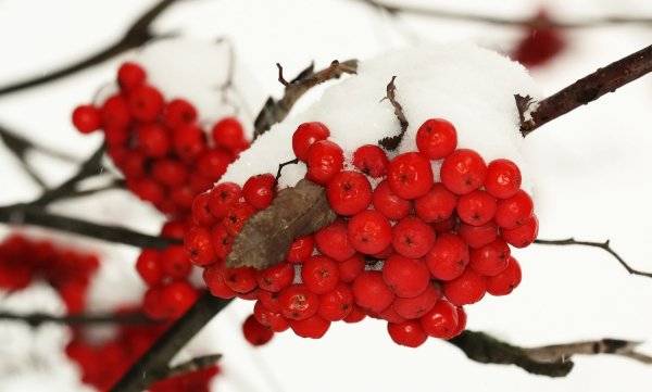 Калина красная Рябиновая веточка
