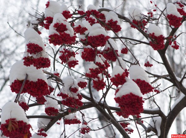 Красная рябина зимой