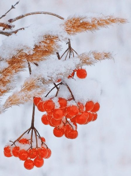Гроздь рябины в снегу
