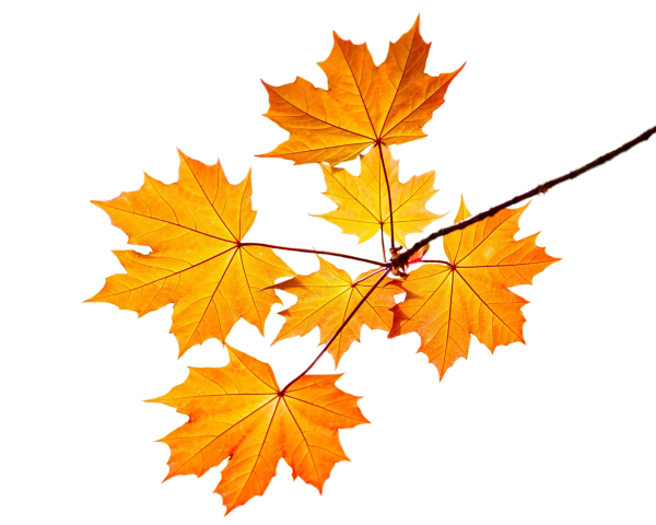 Кленовый лист