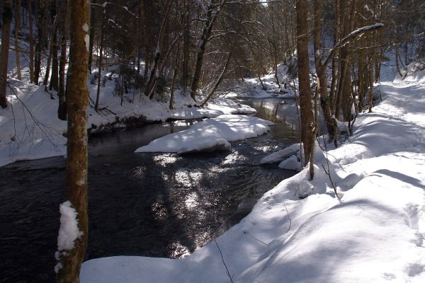 Таяние снега в лесу