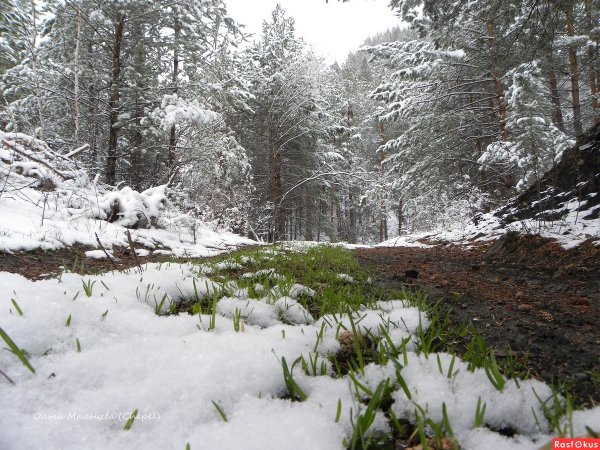 Весенний лес со снегом