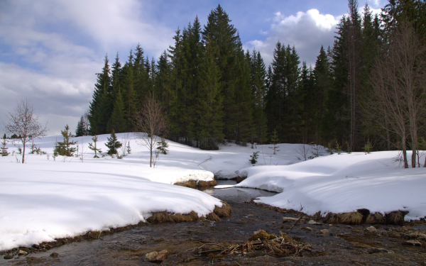 Таяние снега в лесу