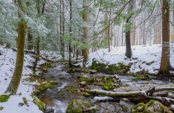Ранняя Весна в лесу
