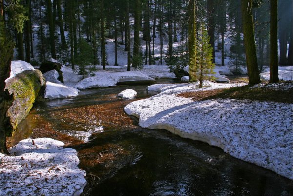 Таяние снега в лесу