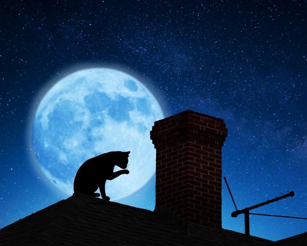 Коты на крыше ночью