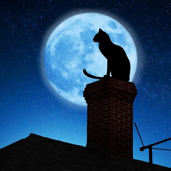 Кот на крыше ночью