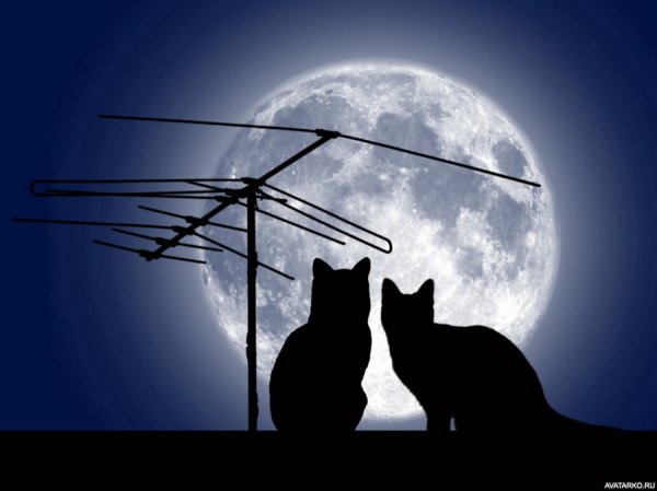 Силуэт кошки на крыше