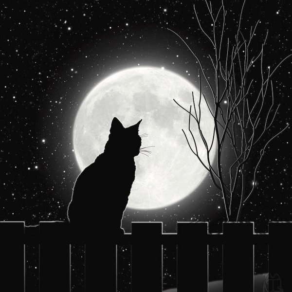 Черная кошка ночью